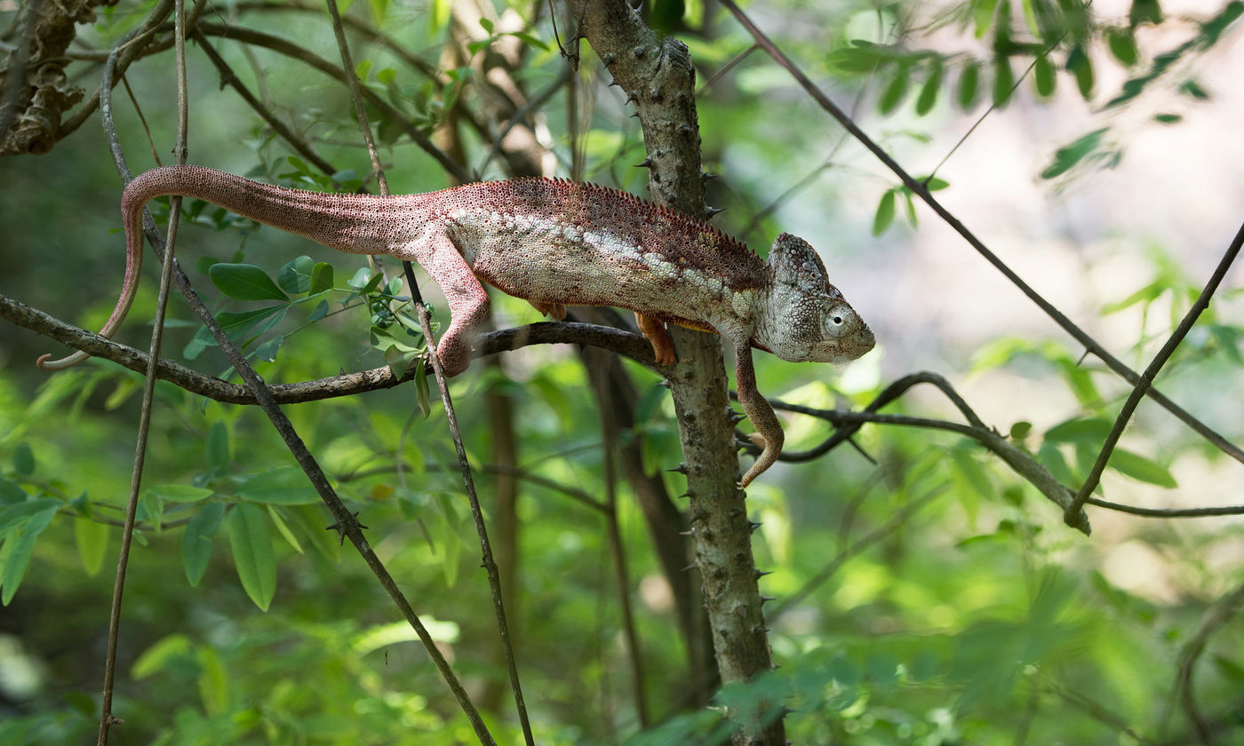 Madagascar est un véritable paradis pour les caméléons ! © Samuel De Rycke