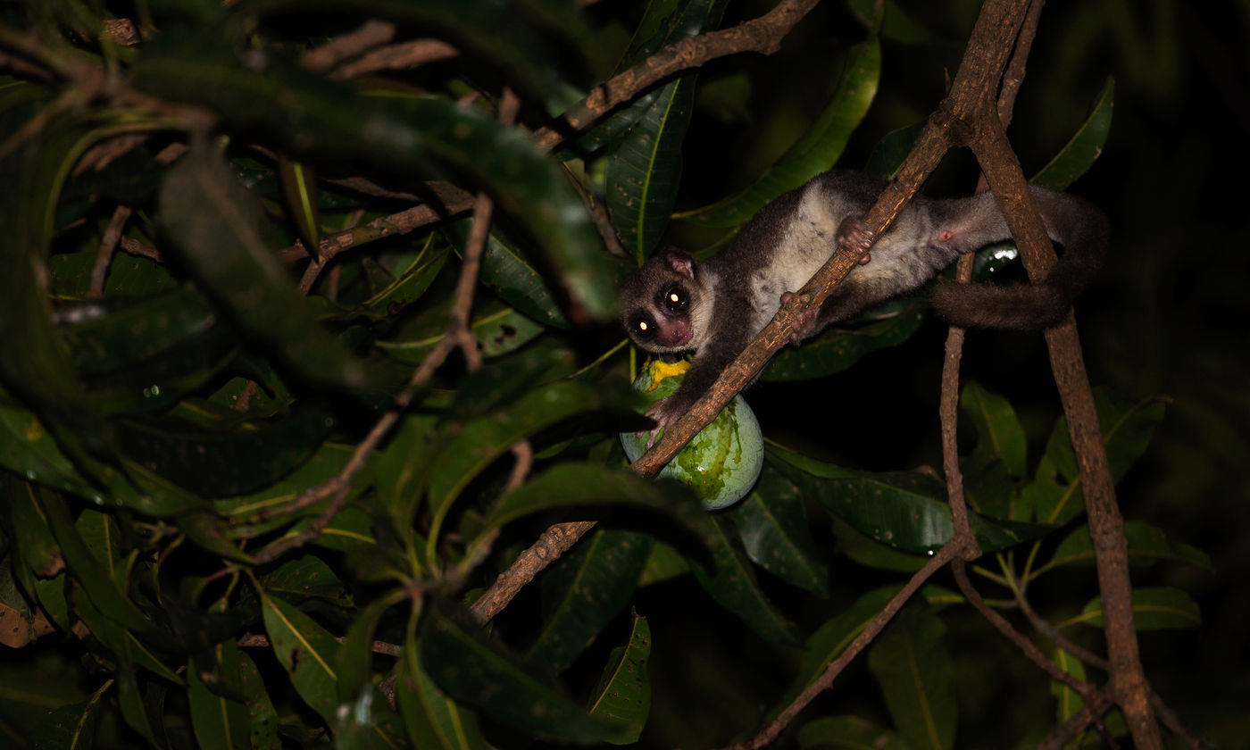 Les Dwarf Lemurs comme celui-ci se nourrissent principalement de fruits qu'ils récoltent de nuit. © Samuel De Rycke