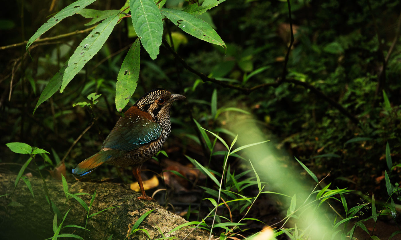 Un Scaly Ground-roller, waouw !! © Samuel De Rycke