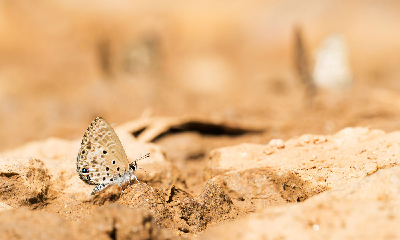 Cet azuré recherche quelques minéraux. © Samuel De Rycke