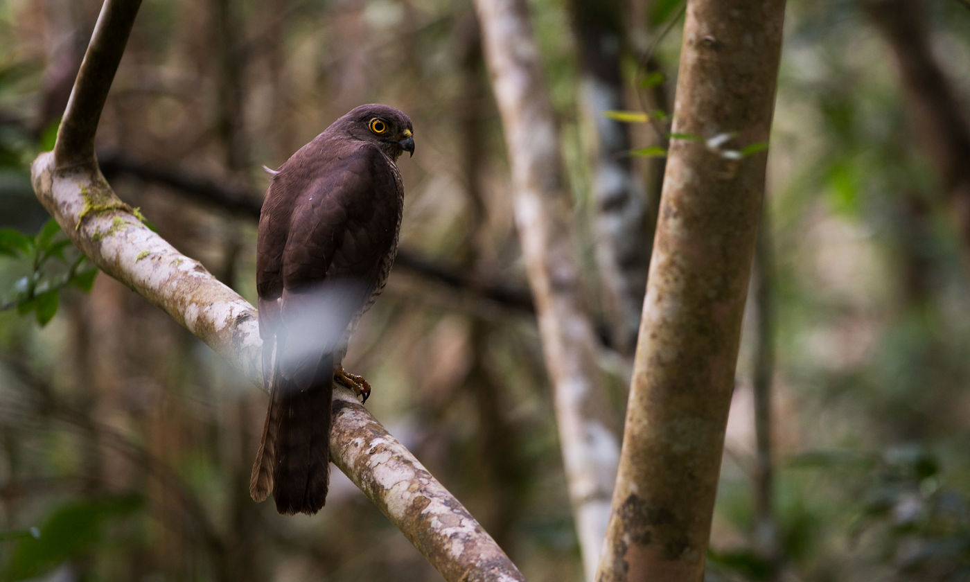 Madagascar Sparrowhawk, le prédateur de nombreux passereaux forestiers.  © Samuel De Rycke