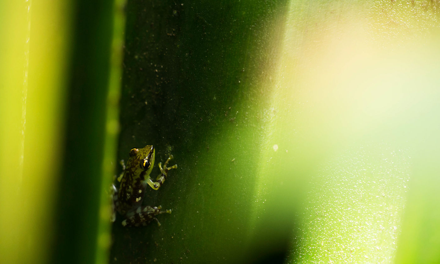 De nombreuses opportunités de photo macro se présentent durant ce séjour. © Samuel De Rycke