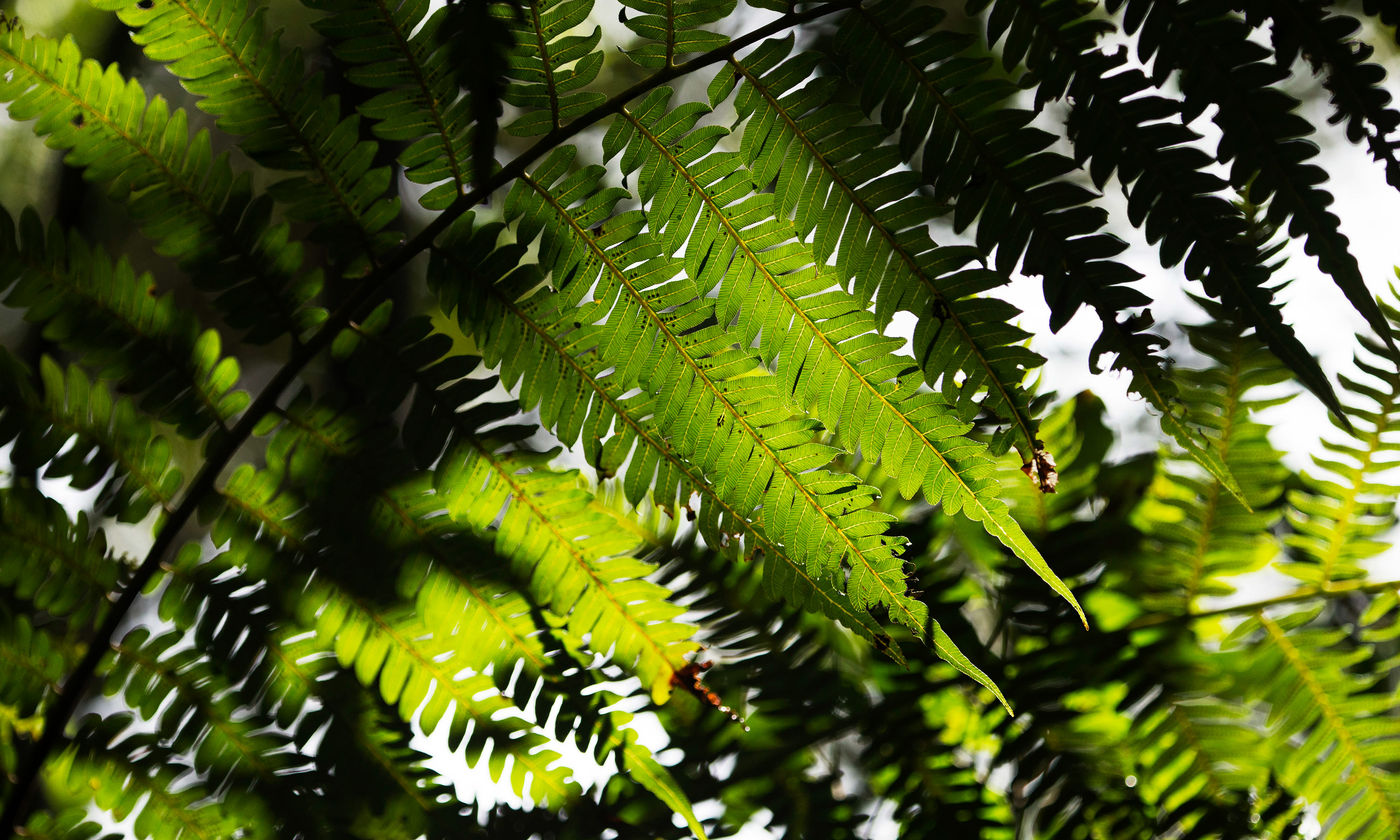 Lumière verte à travers la forêt. © Samuel De Rycke