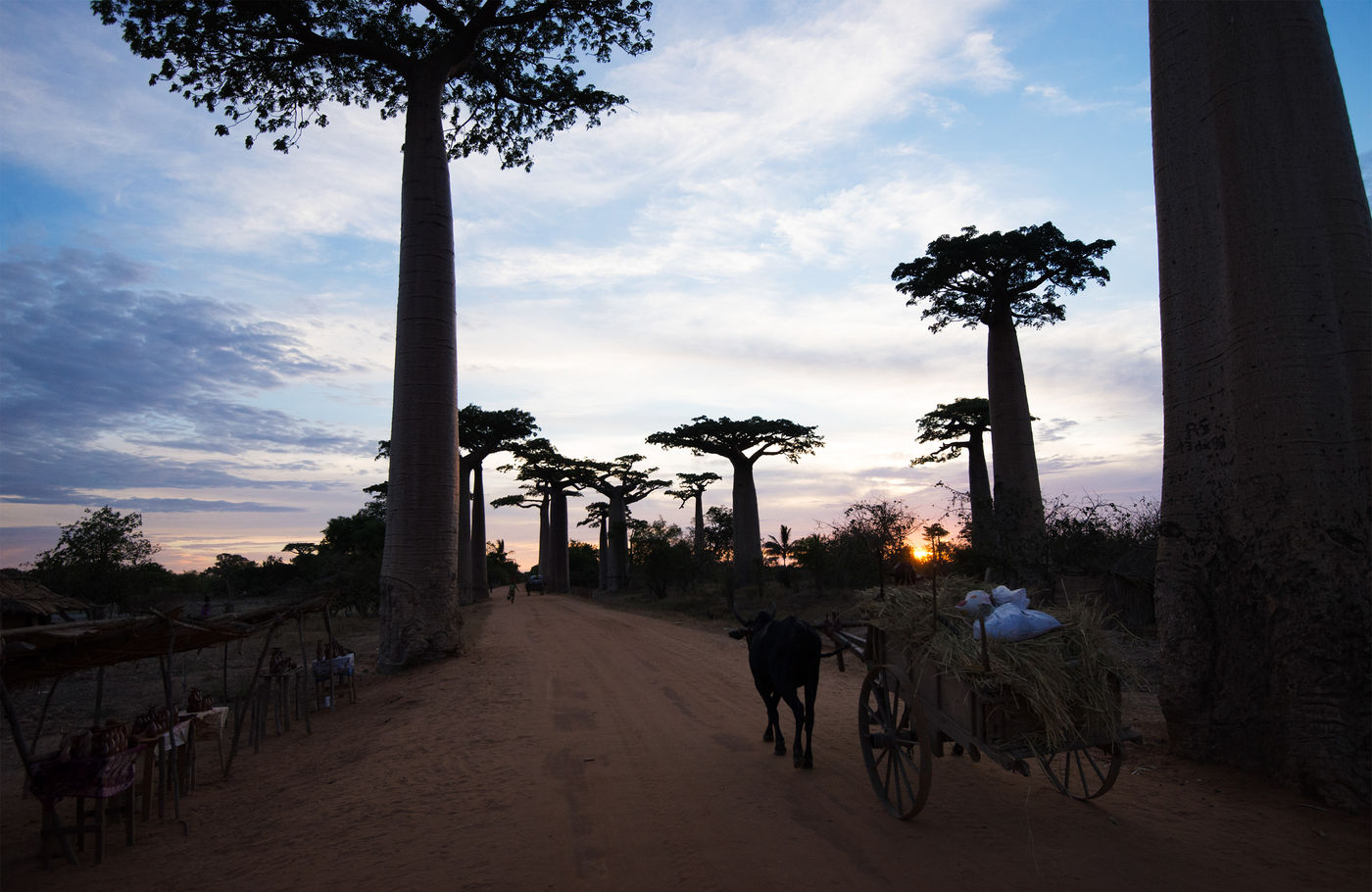 De baobabs liegen er niet om, het is hier droog aan de westzijde van het eiland! © Samuel De Rycke