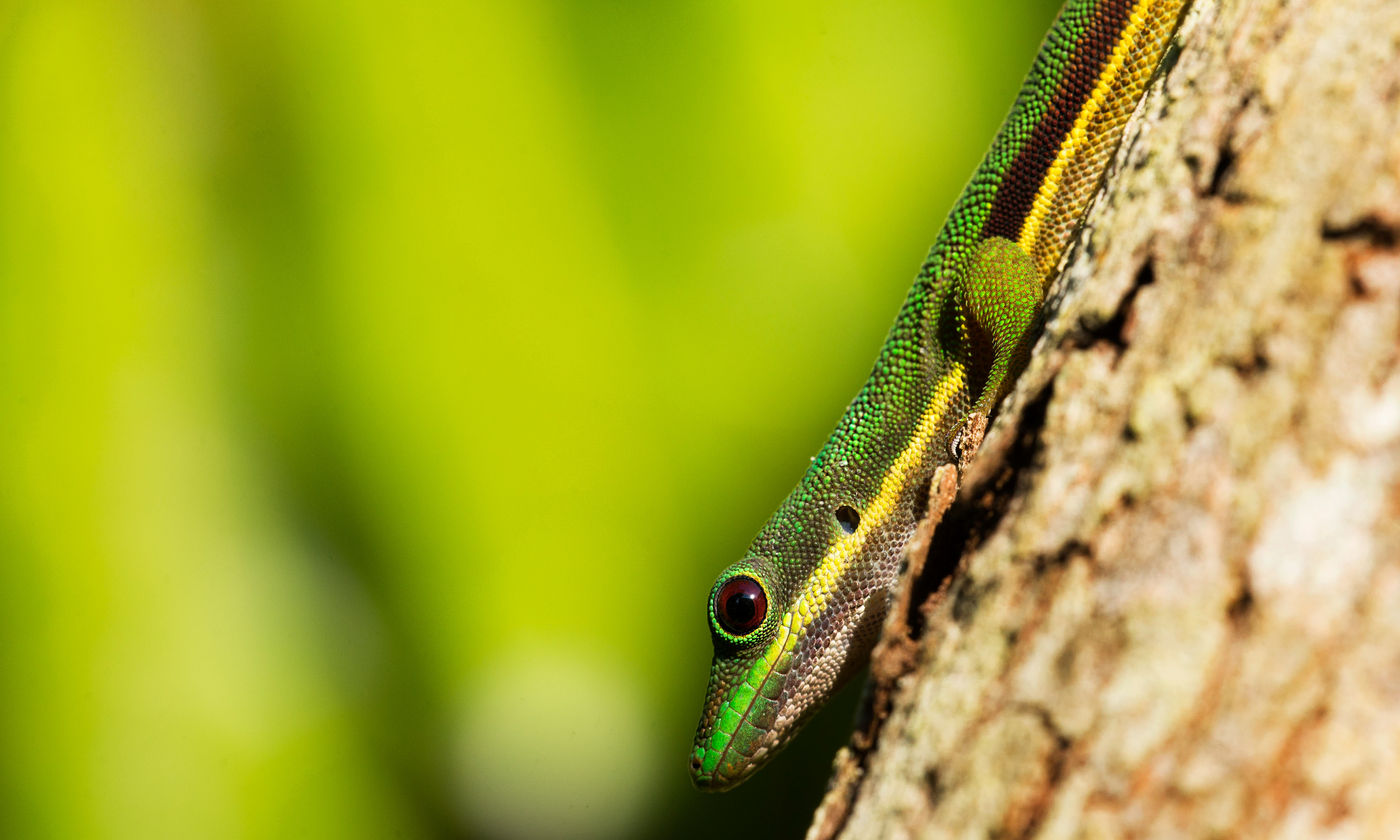 L'un des gekkos emblématiques de Madagascar. © Samuel De Rycke