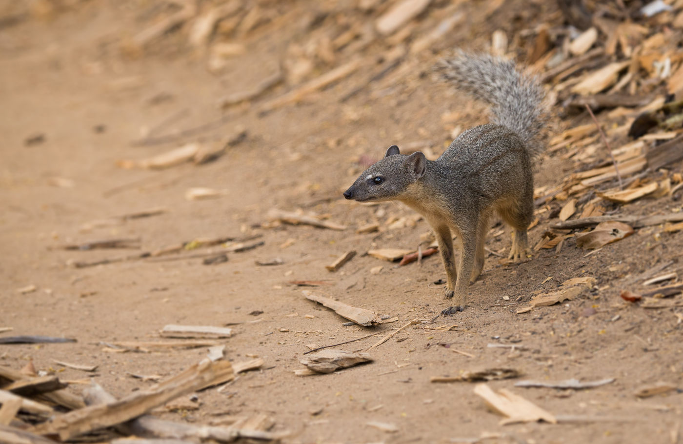 Une Narrow-striped Mongoose à la recherche de son repas. © Samuel De Rycke