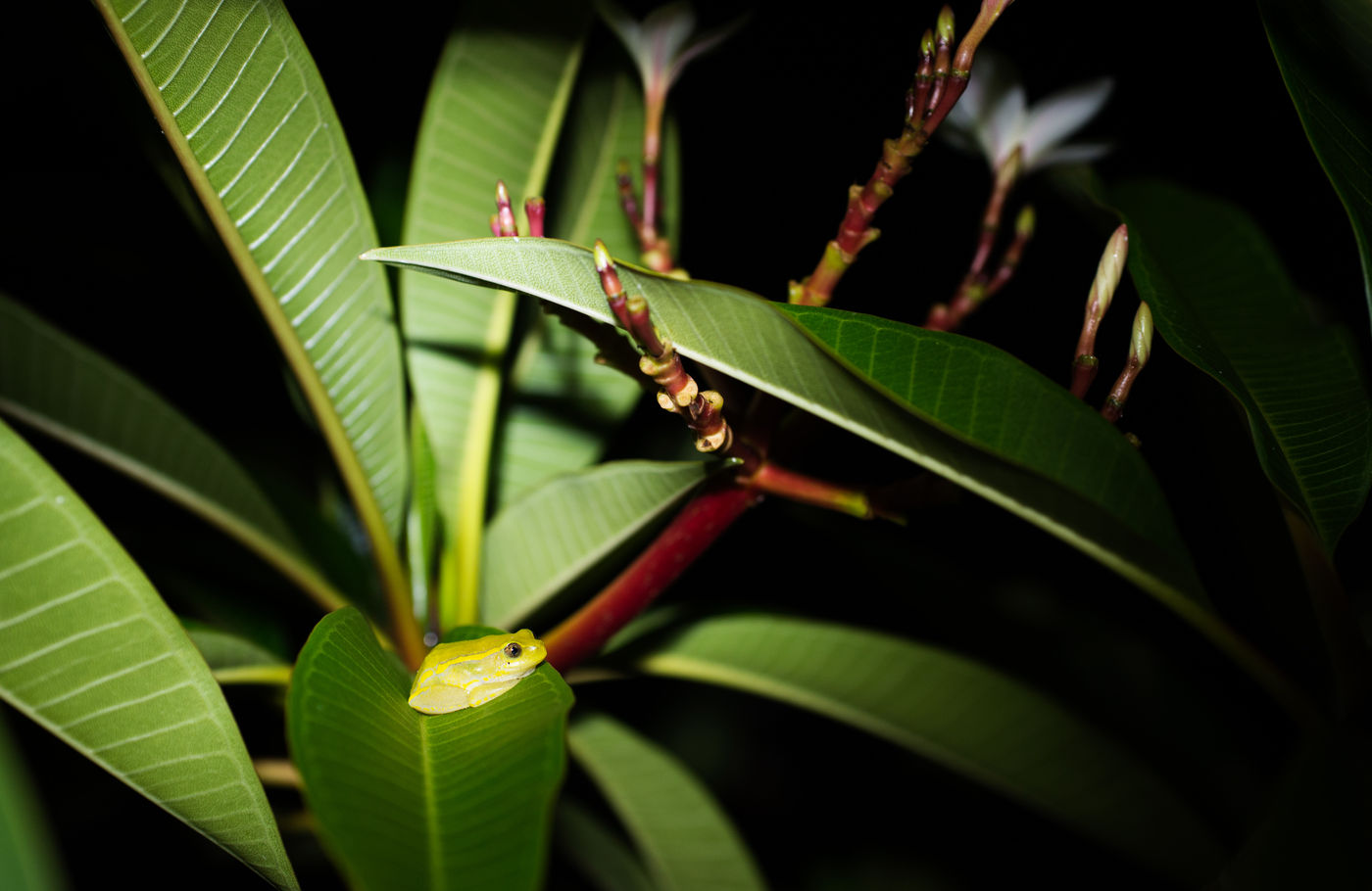 Vous entendez toutes sortes de bruits la nuit, comme cette grenouille nocturne. © Samuel De Rycke