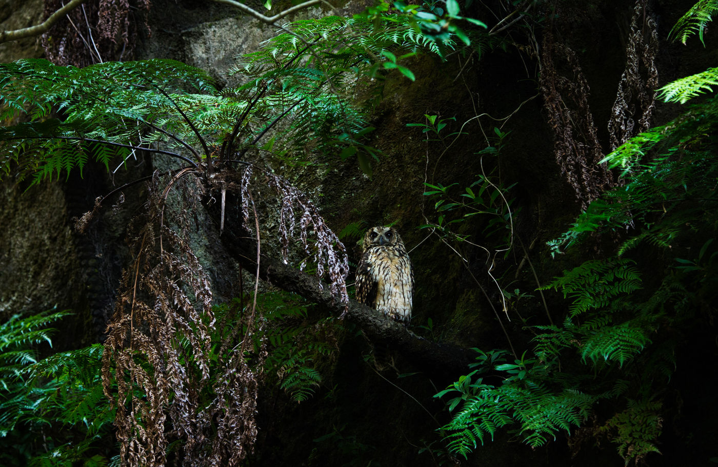 Ce Madagascar Long-eared Owl s'est montré généreusement durant une session nocturne. © Samuel De Rycke