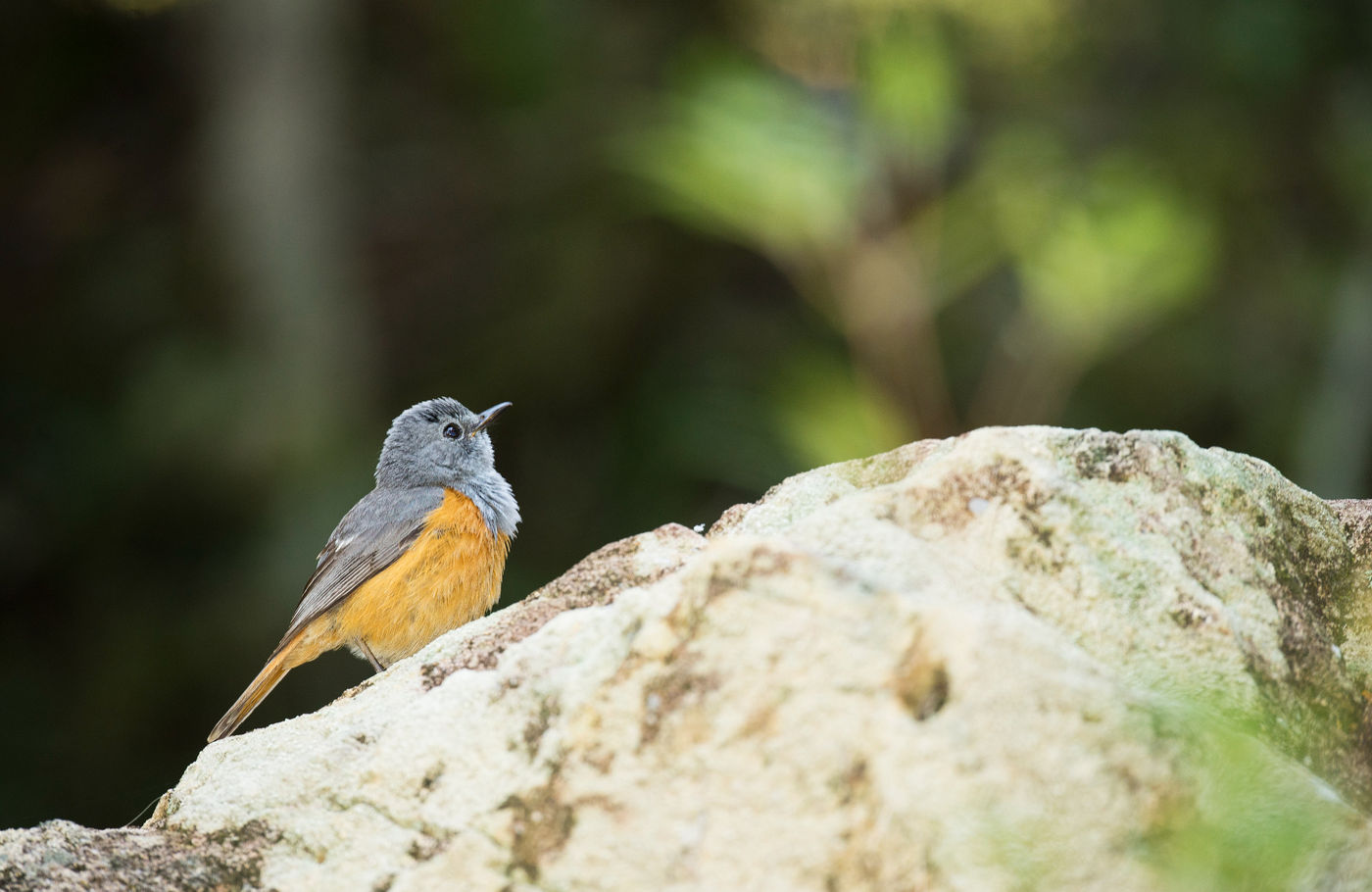 Forest rock-thrush est une grive endémique de Madagascar, et que l'on ne trouve que dans les forêts à l'est de Ambatondrazaka. © Samuel De Rycke