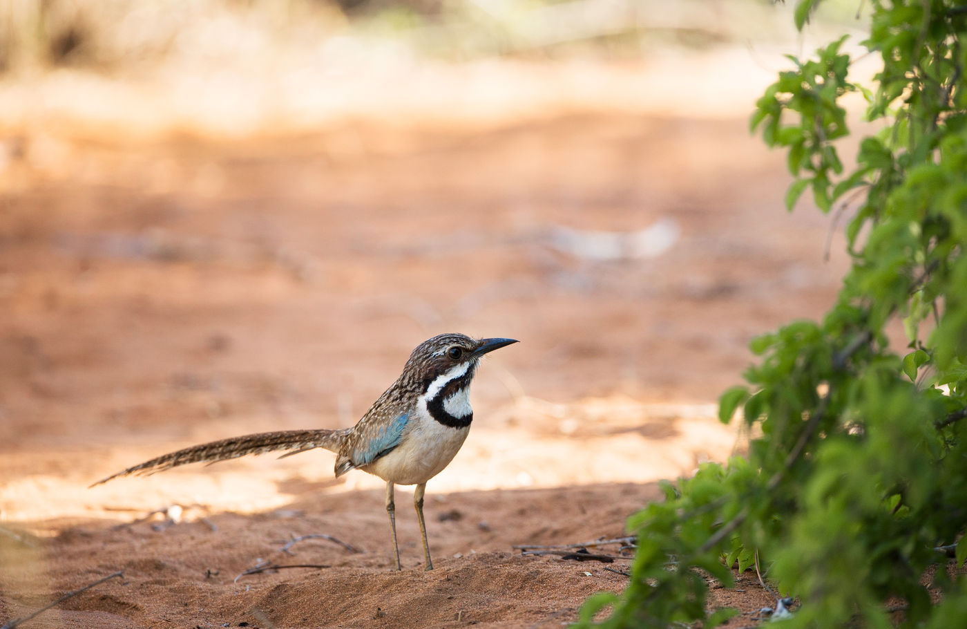 Long-tailed ground-roller, tevens een favoriet en een echte endeem. © Samuel De Rycke