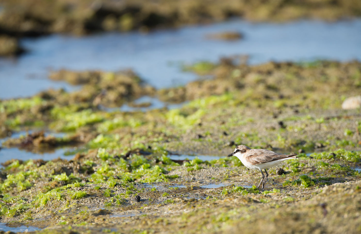 Un White-fronted Plover flâne sur la plage. © Samuel De Rycke