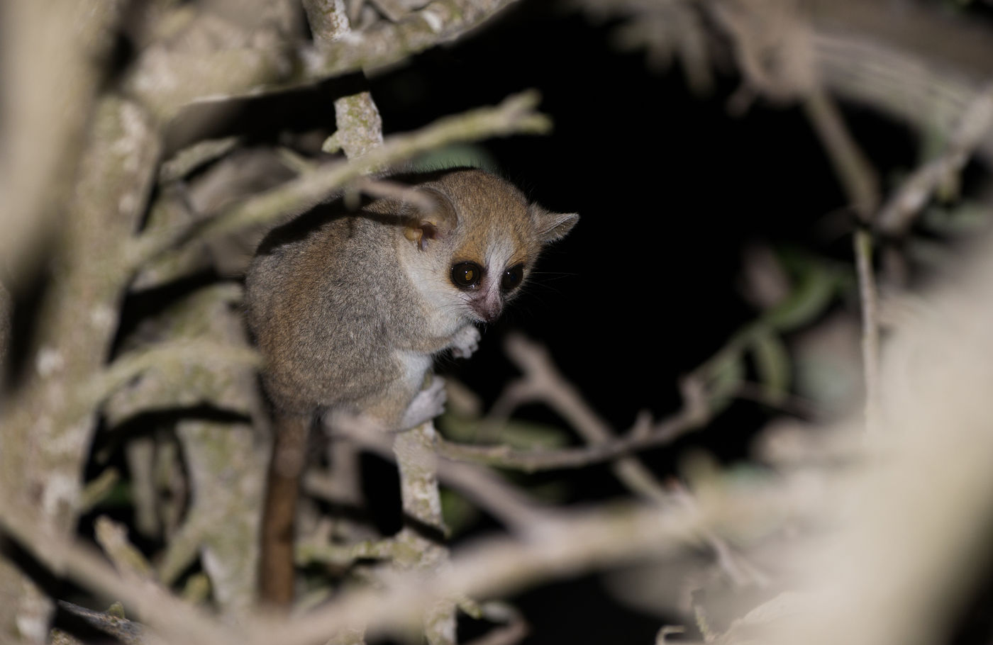 Madagascar est également le pays des tarsiers et autres cousins. © Samuel De Rycke