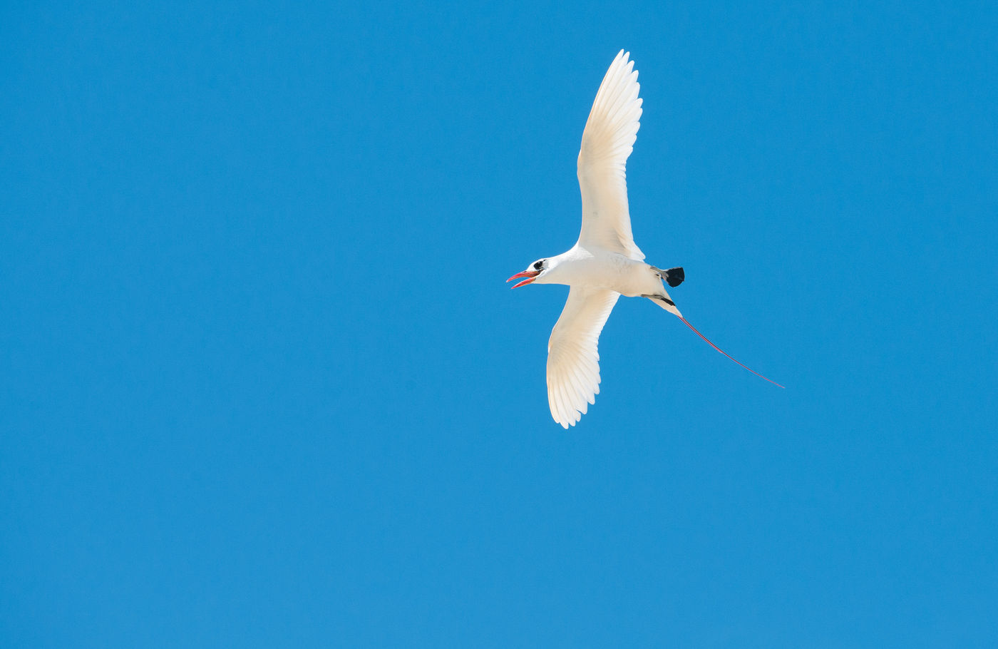 Les Red-tailed Tropicbirds nichent le long de la côte. Ils sont impressionnants avec leur plumage blanc comme neige et leur queue rouge. © Samuel De Rycke