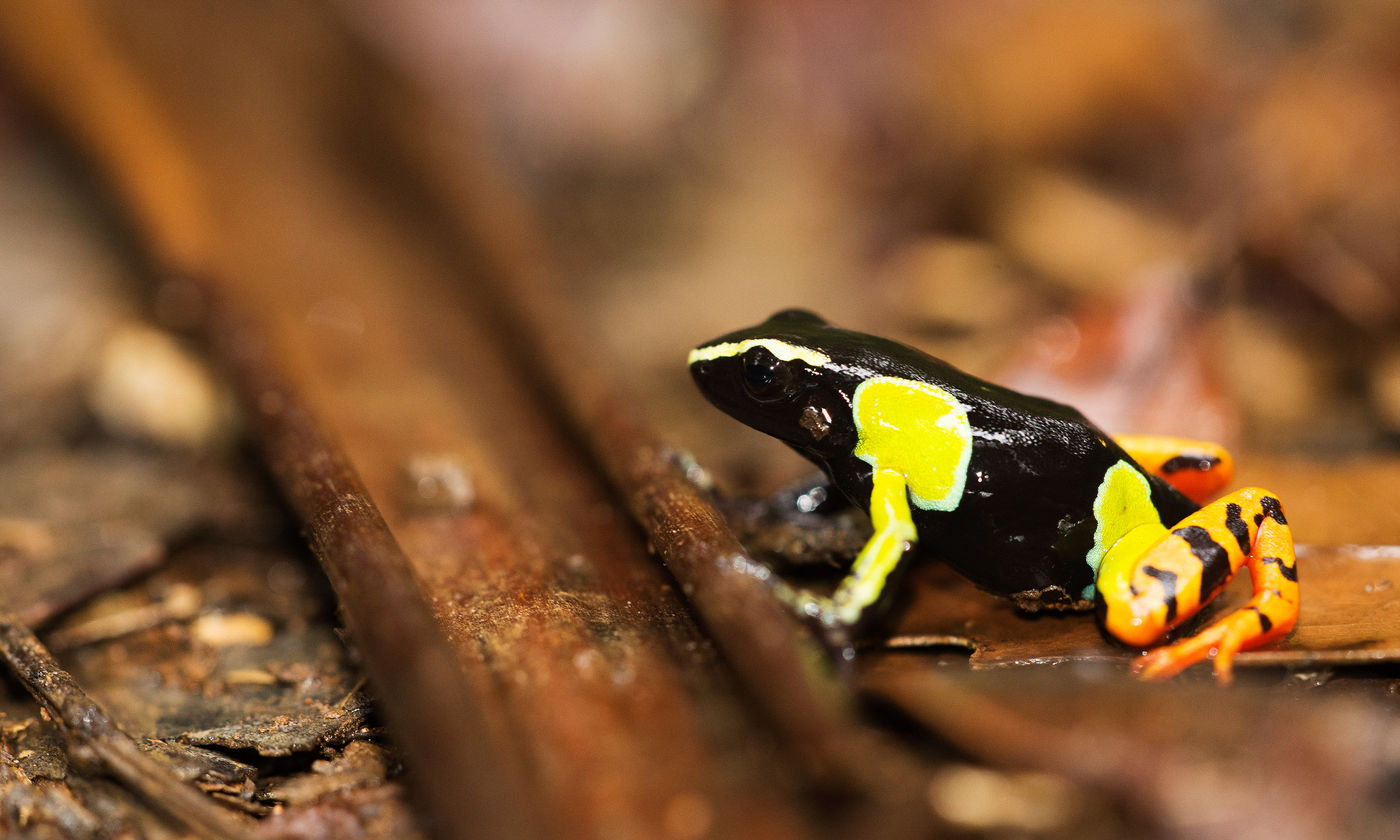 On trouve de nombreuses merveilles sur le sol de la forêt. © Samuel De Rycke