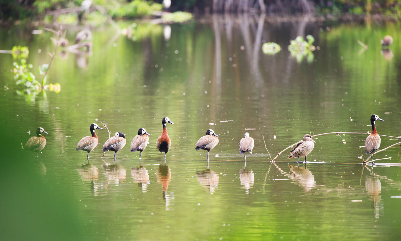 Ces White-faced Whistling Duck, avec une Red-billed Teal, se reposent sur un tronc. © Samuel De Rycke