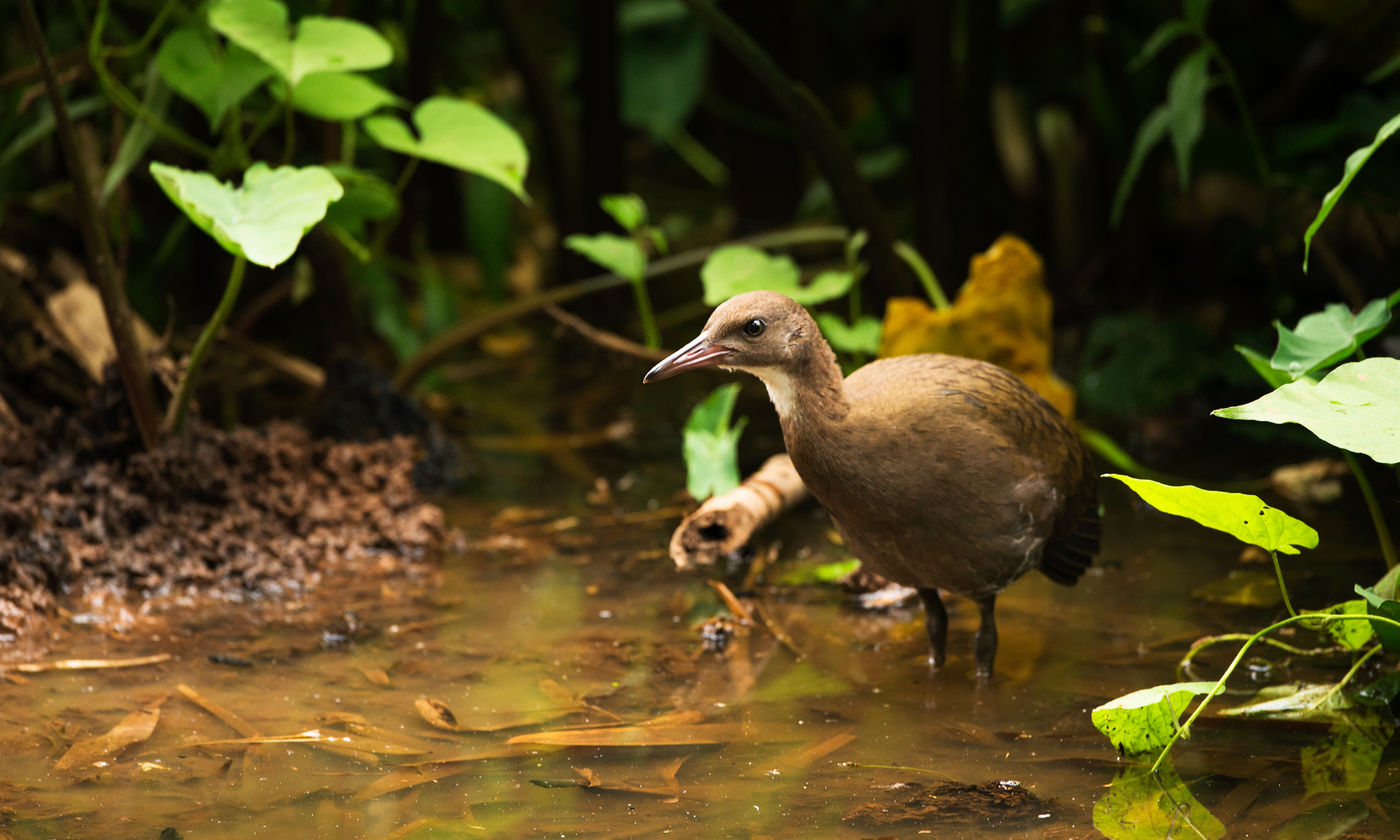 Le White-throated Rail est un habitant des sous-bois. © Samuel De Rycke