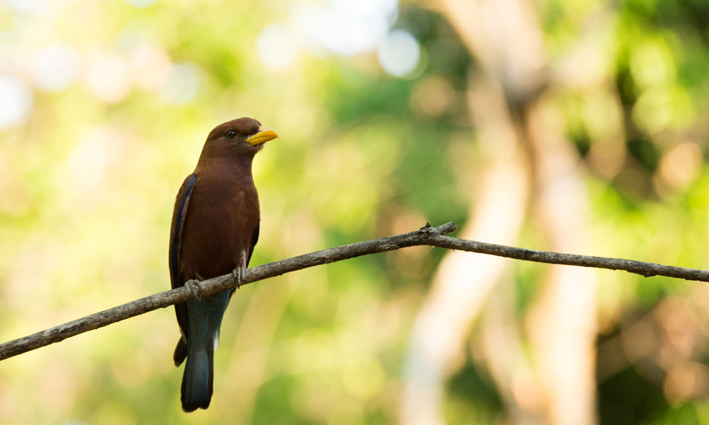 Le Broad-billed Roller, un oiseau migrateur en provenance d'Afrique. © Samuel De Rycke