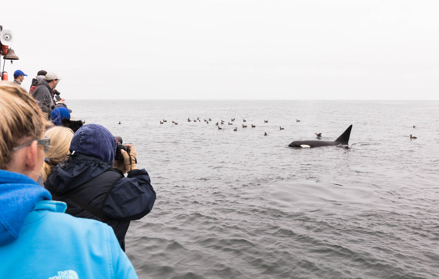 Een mannetjesorka en albatrossen, broederlijk naast de boot. © Iwan Lewylle 