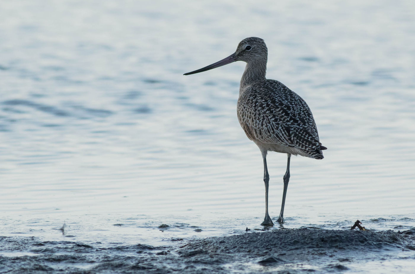 Marbled godwits trekken steeds vanuit de prairies naar de kust, en leggen dus kortere afstanden af dan de soorten die we kennen in Europa. © Joachim Bertrands