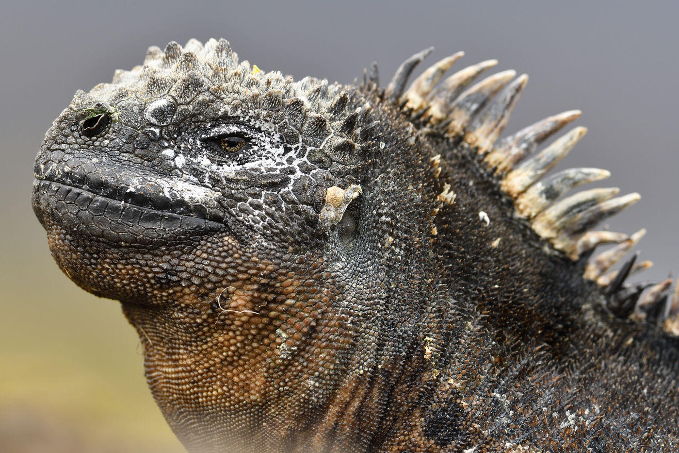 Prehistoric, the marine iguanas of the Galapagos Islands. © Yves Adams