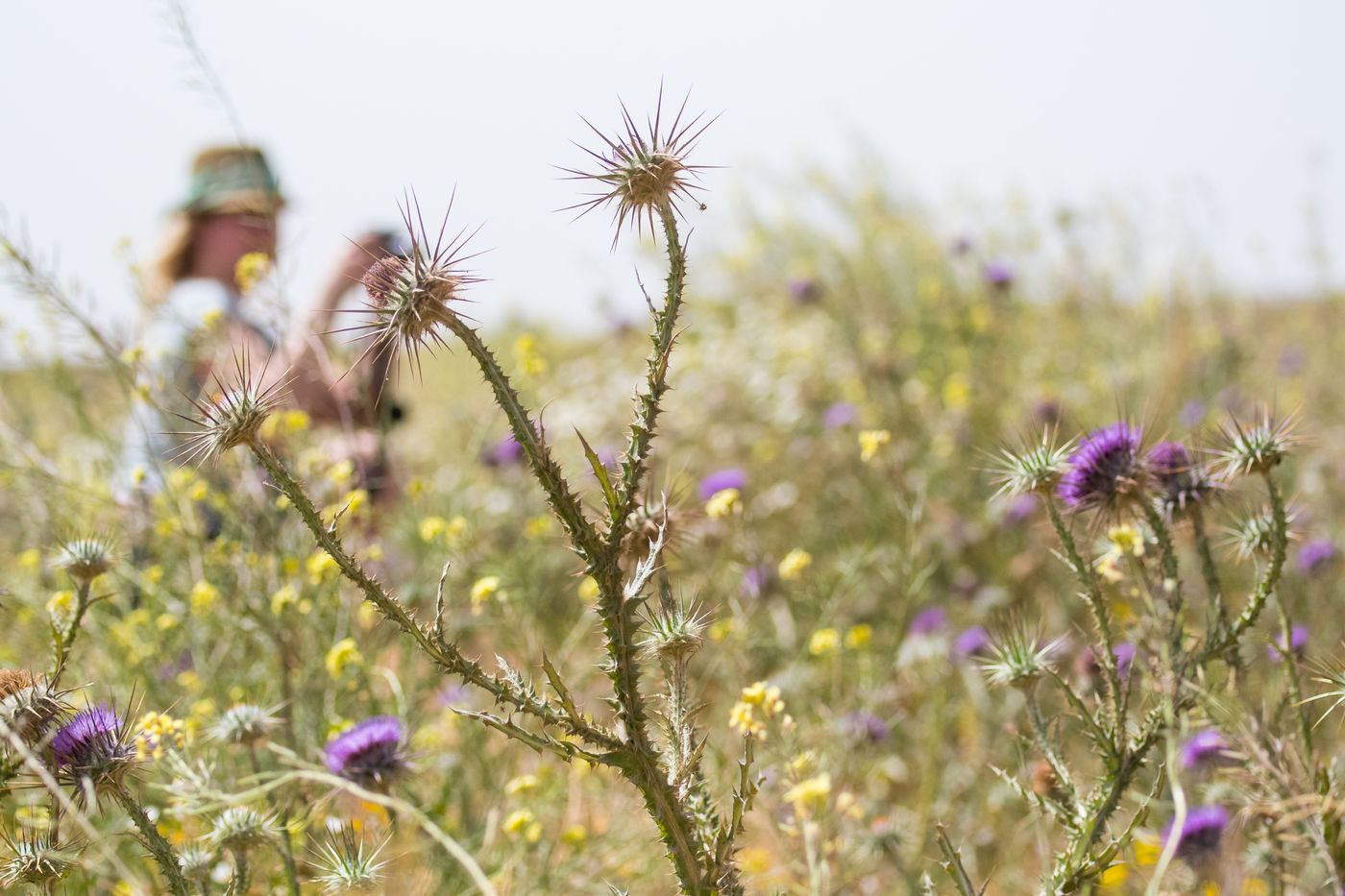 MarokkoBillyHerman (13 van 65) Deze distel wil je niet zonder handschoenen aanpakken. © Billy Herman