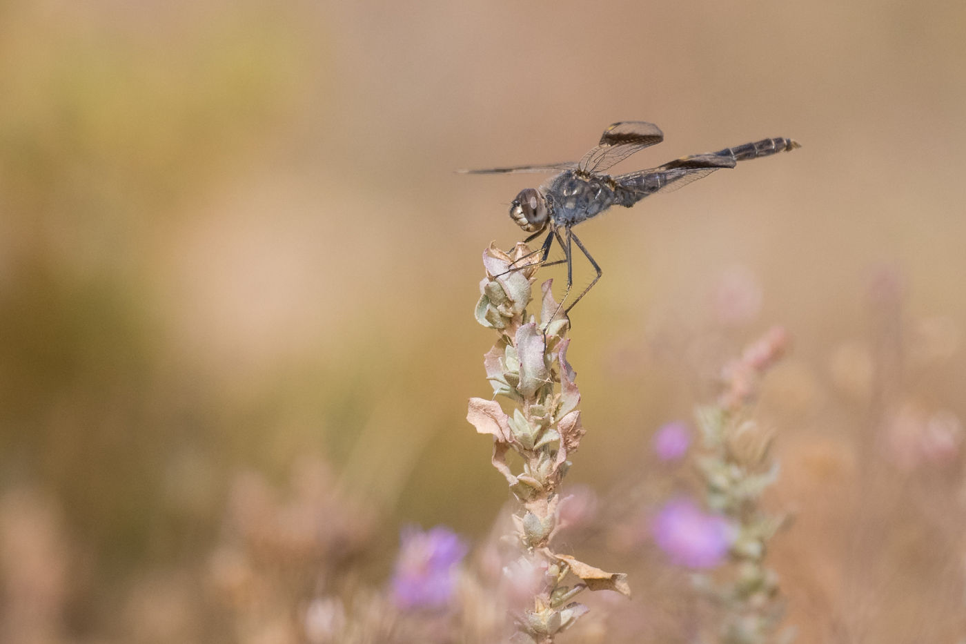 Grondlibellen kennen een paar soorten in Marokko, steeds gekenmerkt door de zwarte banden in de vleugel, zoals bij deze bandgrondlibel. © Billy Herman