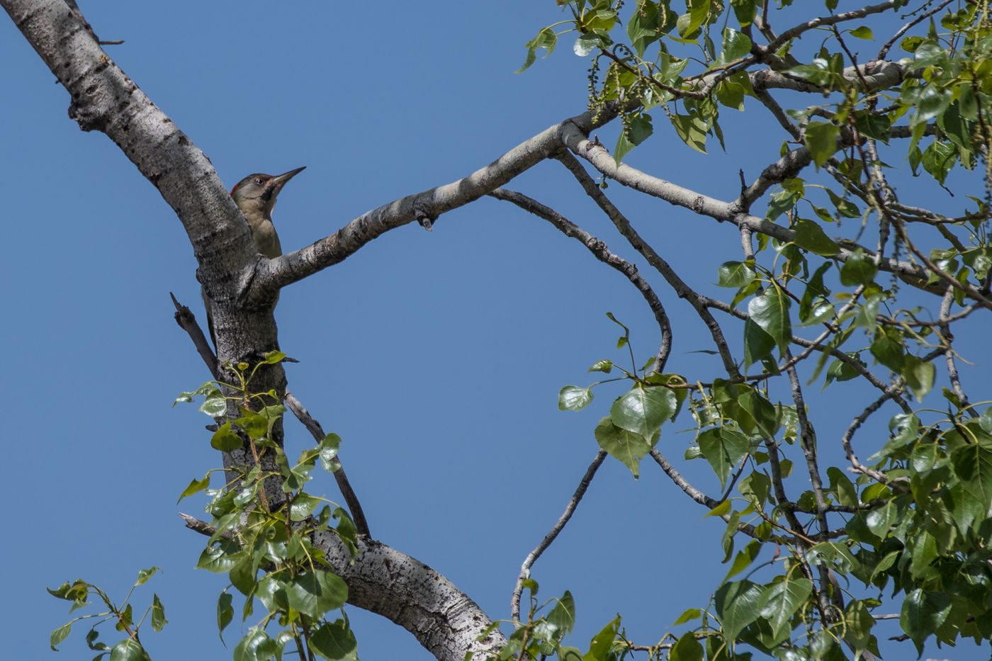 Levaillants specht is een typische soort van de Atlas. © Billy Herman