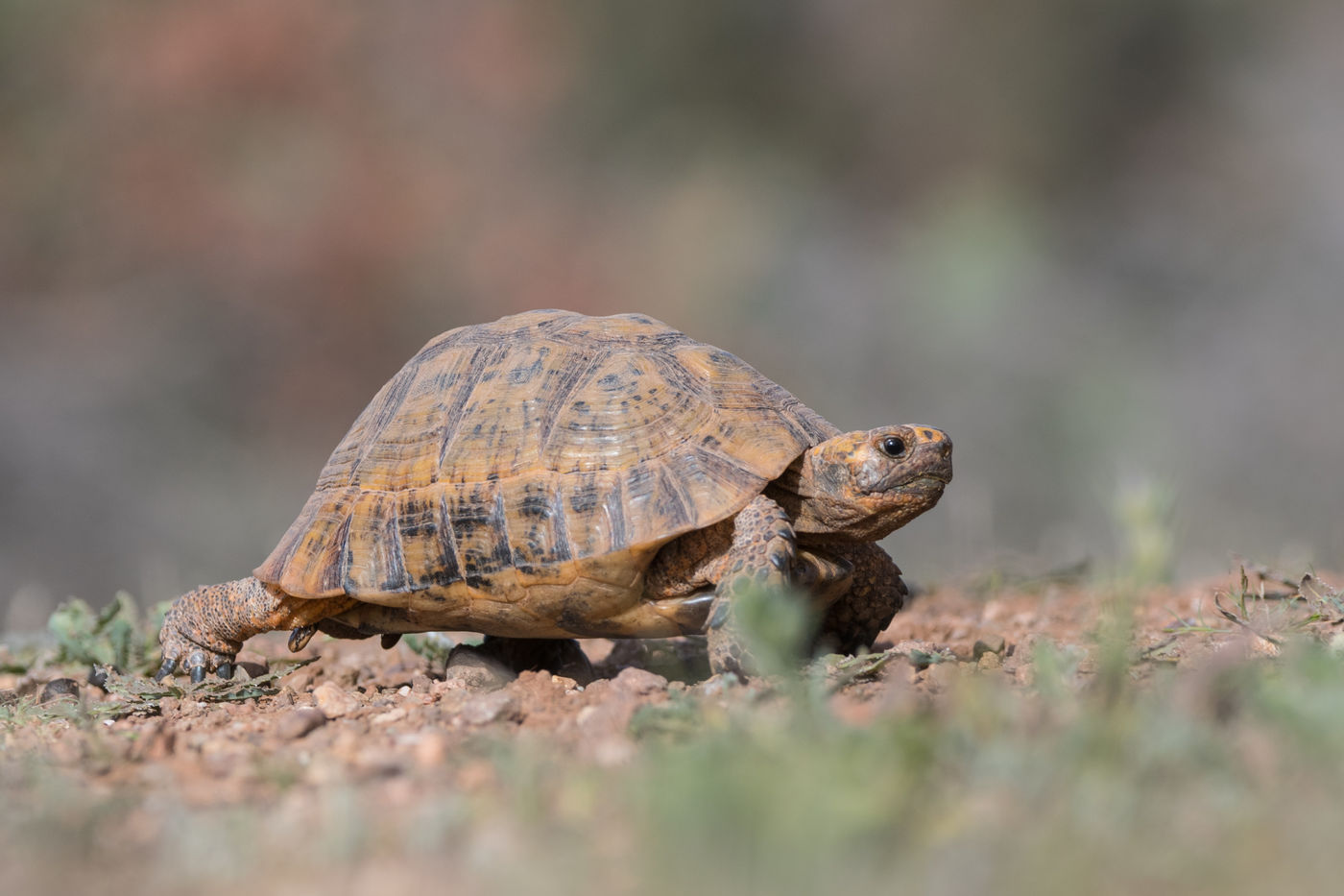 MarokkoBillyHerman (28 van 65) Een Moorse landschildpad steekt de baan over. © Billy Herman
