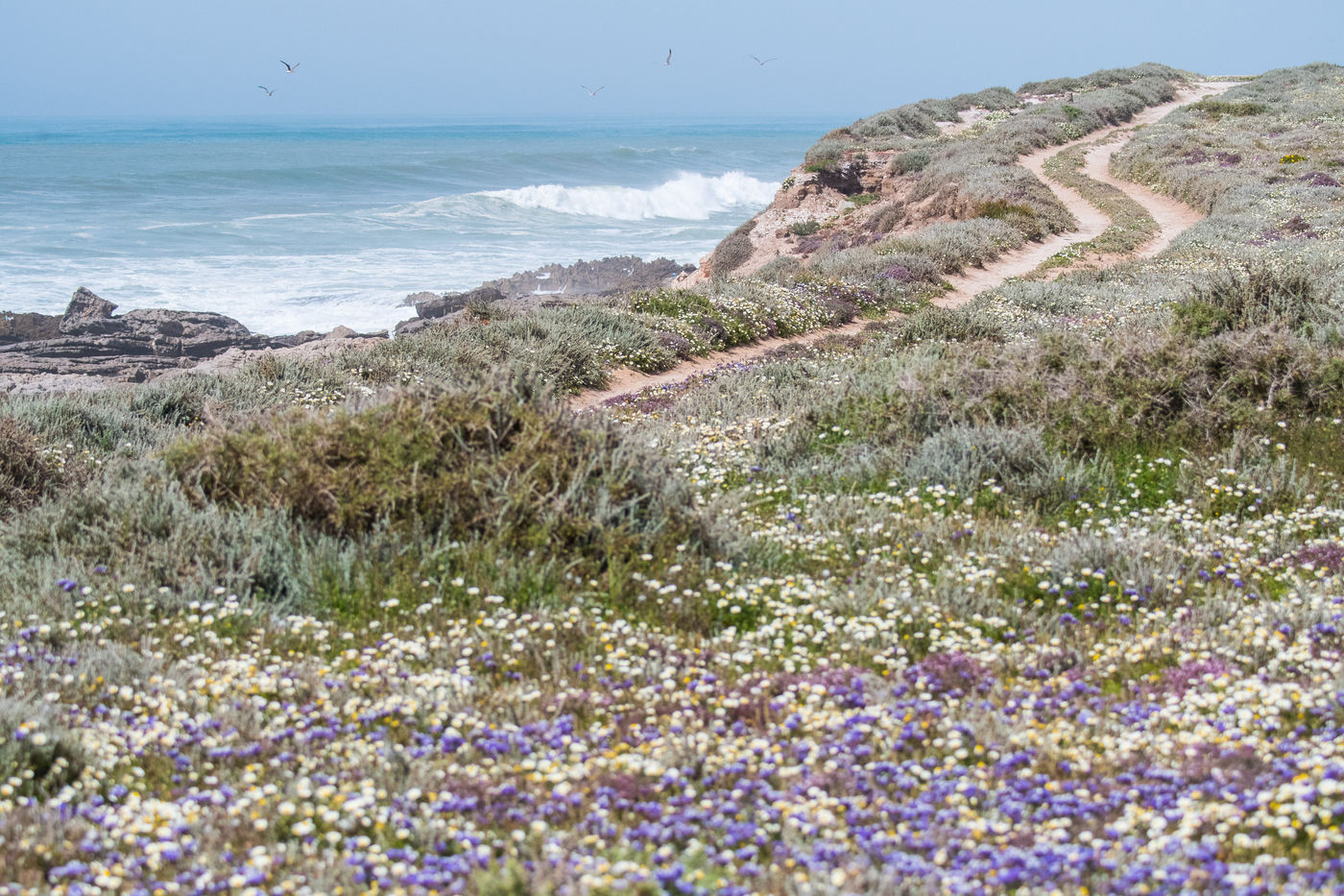 Voorjaarsflora in Cap Rhir. © Billy Herman