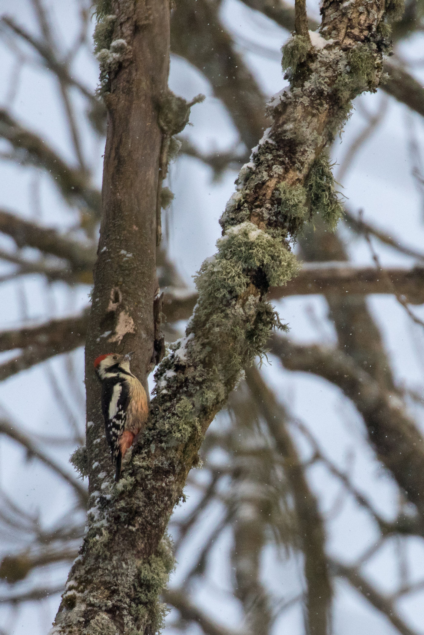 Een middelste bonte specht hamert erop los. © Johannes Jansen