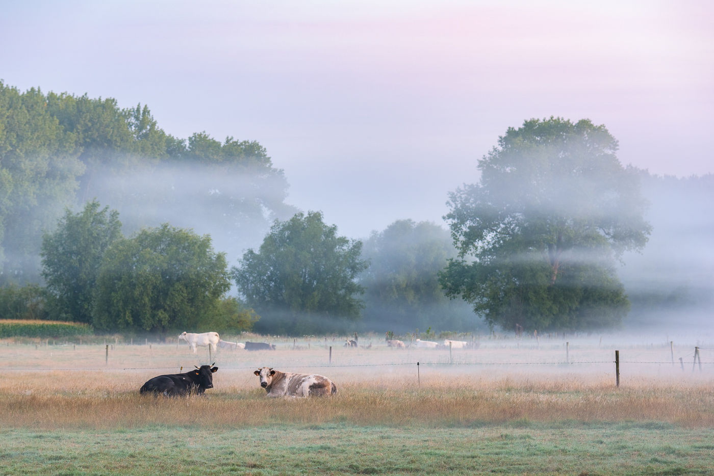 ©Bart Heirweg