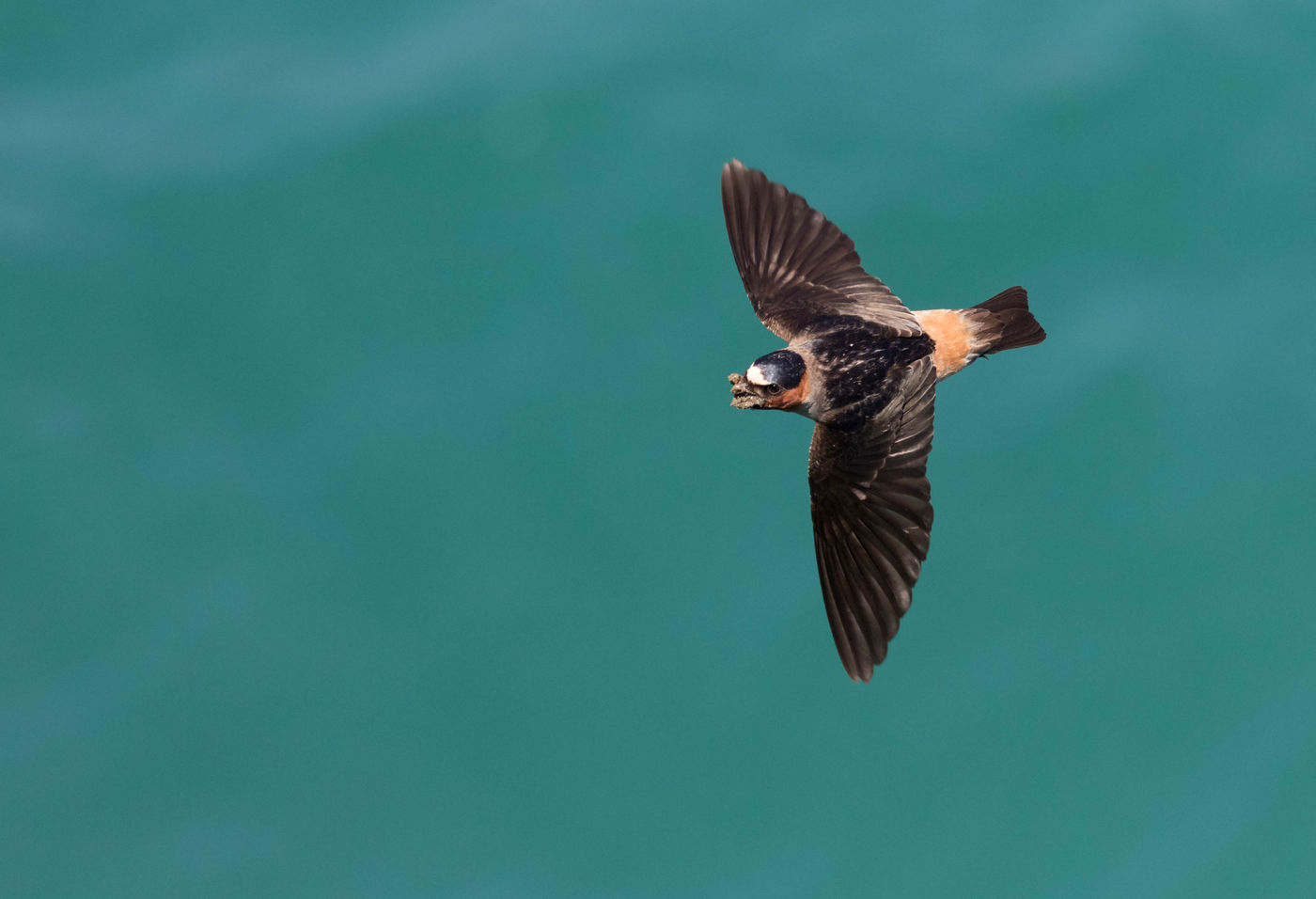 Cliff swallow. © Iwan Lewylle