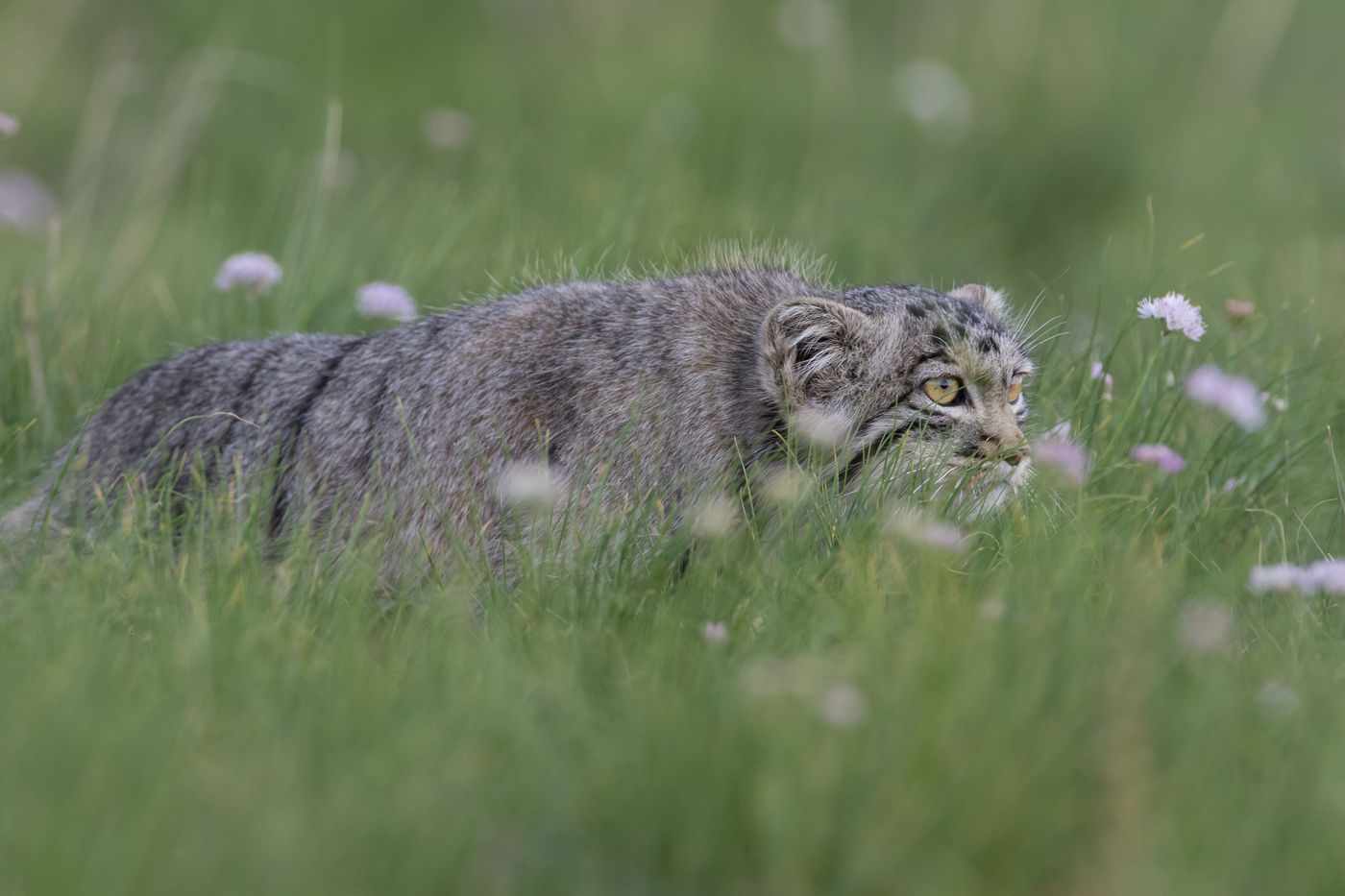 Een manoel sluipt door het jonge gras. © STARLING reizen