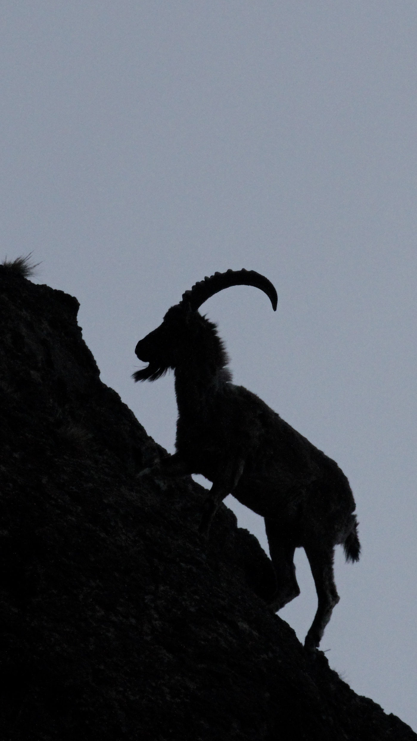 An ibex climbs the rocks. © Geert Beckers