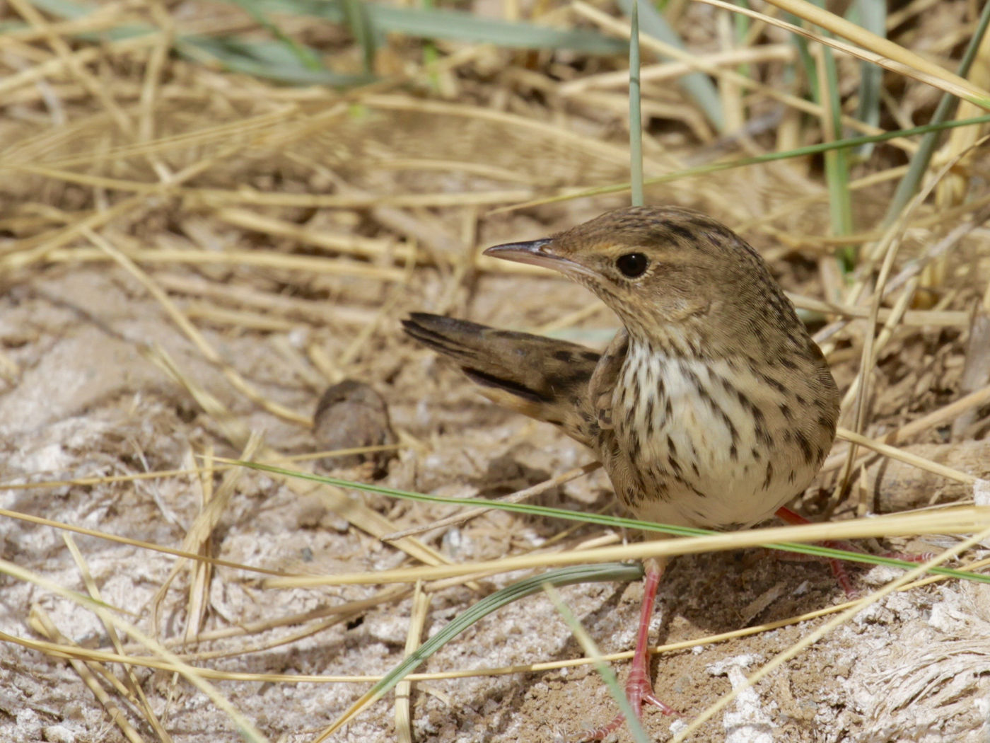 Close-up of a lanceolated warbler © Geert Beckers