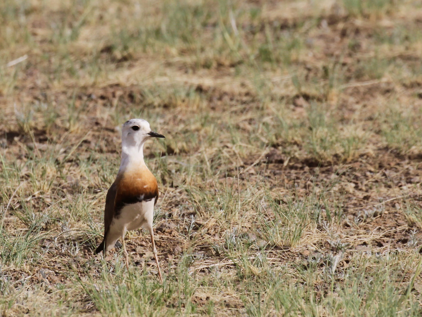 Een oriental plover, een pareltje van de steppe. © Geert Beckers