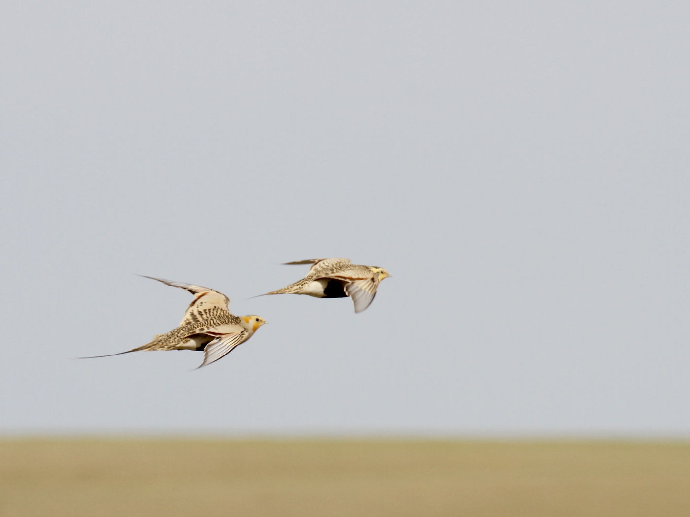 Pallas's sand grouse. Hard to believe this species once made it all the way to Western Europe! © Geert Beckers