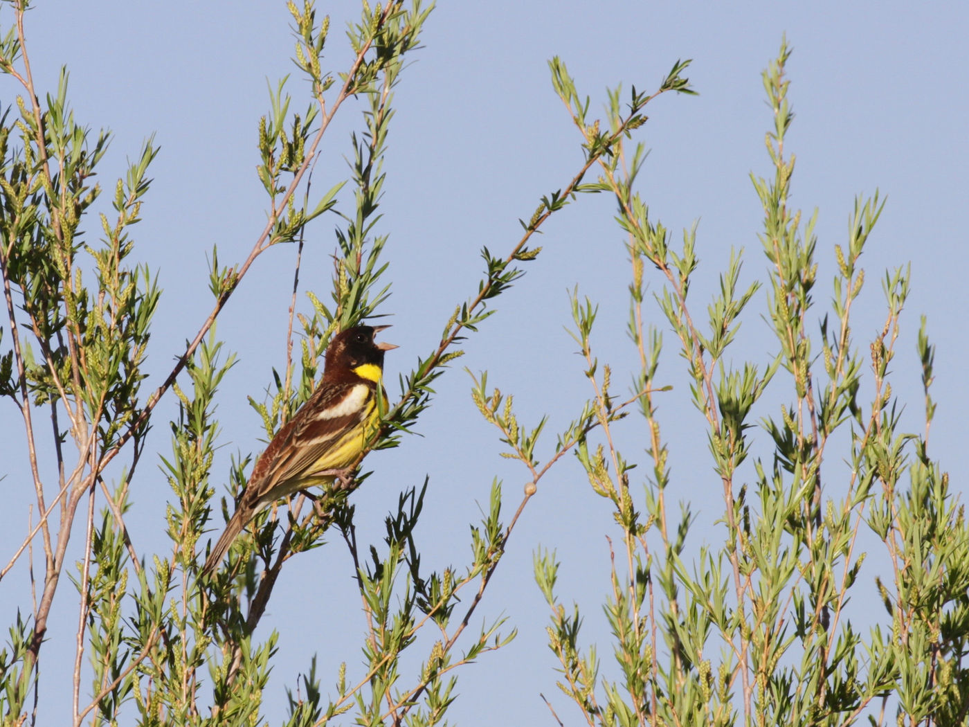 There still are some territories of yellow-breasted bunting to be found in this area, but for how long? © Geert Beckers