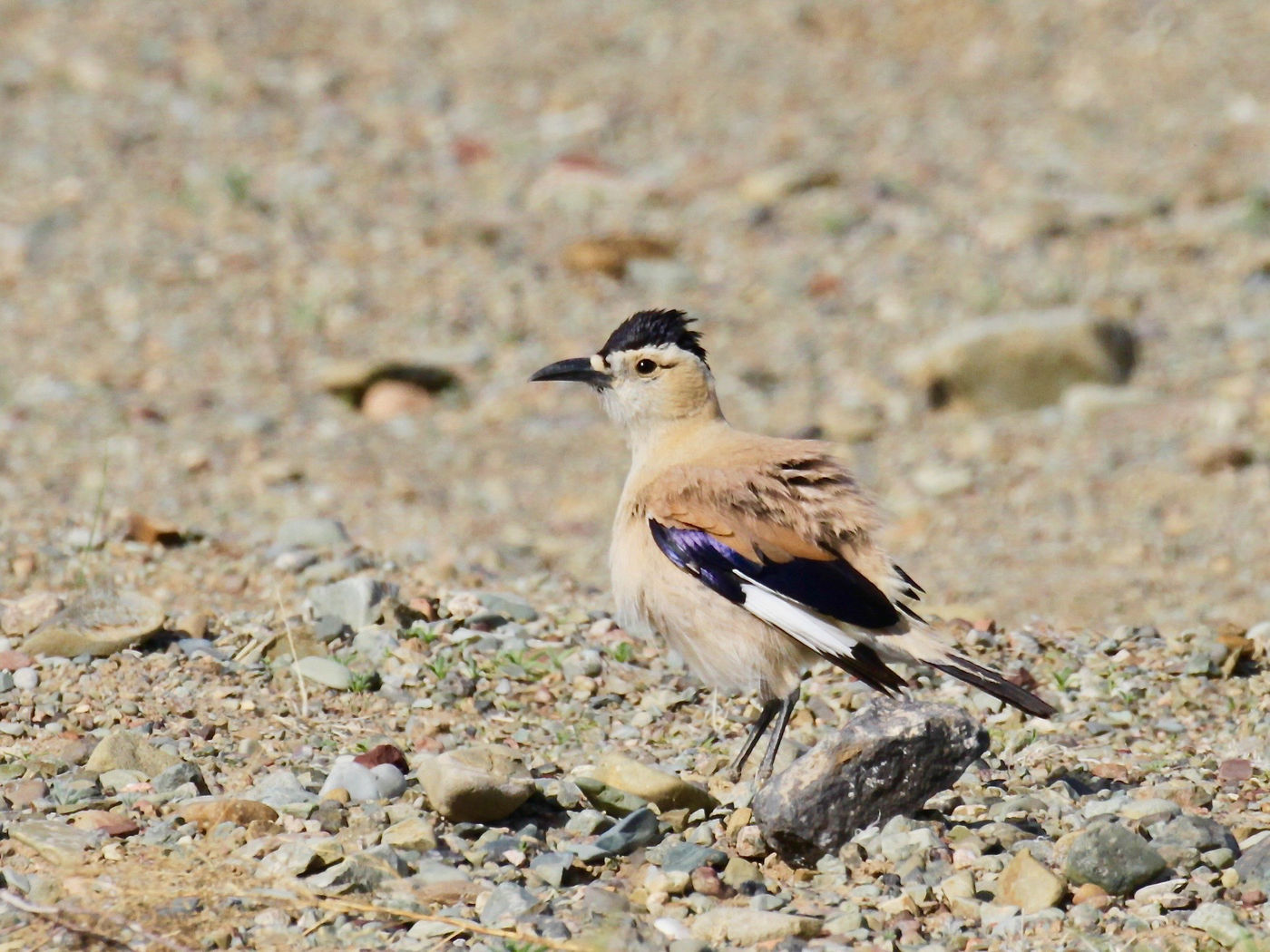 Henderson's ground jay is een van de vier soorten grondgaaien die onze planeet rijk is. © Geert Beckers