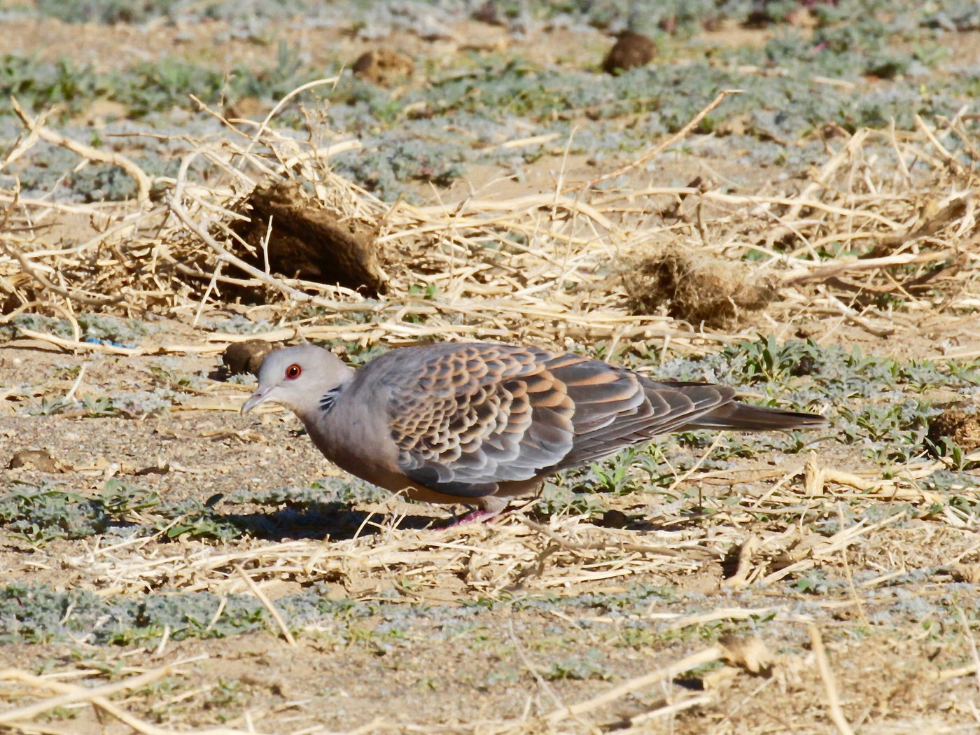 Oriental turtle doves gave away great looks during this tour. © Geert Beckers