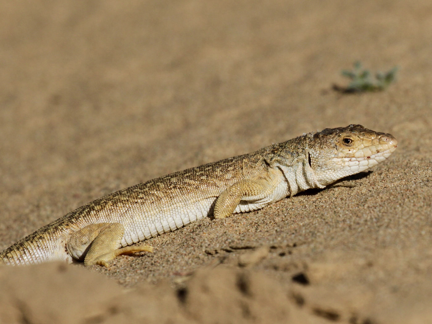 Gobi race runner, a quirky species of reptile © Geert Beckers