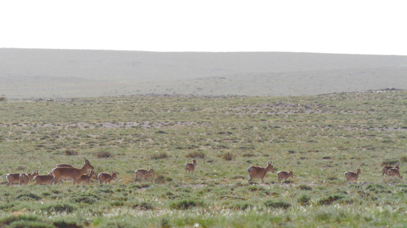 Saïga antilopen rennen door de steppe. © Geert Beckers