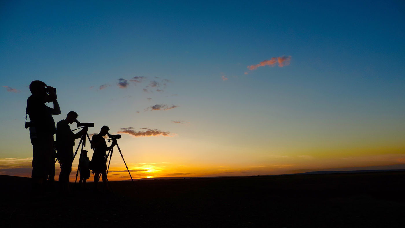 Scoping the fields until the sun sets... © Geert Beckers