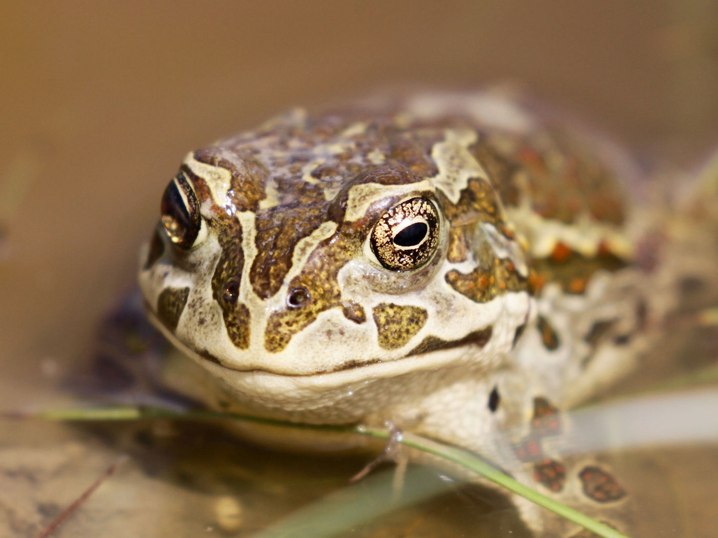 A spadefoot toad allows for some great photos. © Geert Beckers