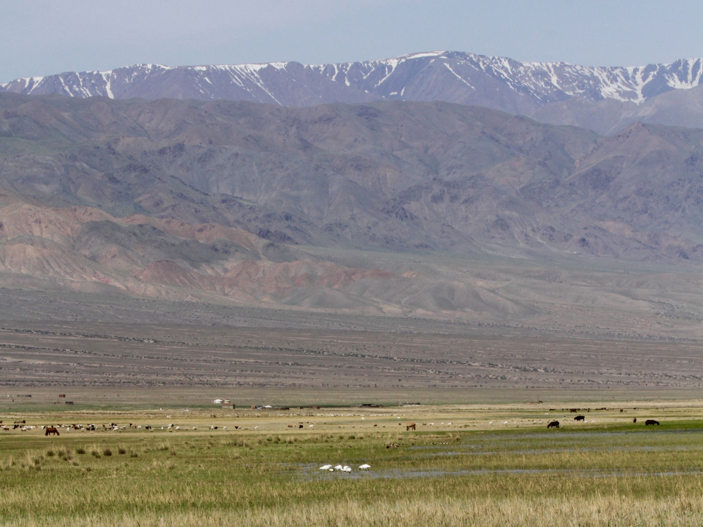 Spoonbills in a marsh, overlooked by the mountains © Geert Beckers