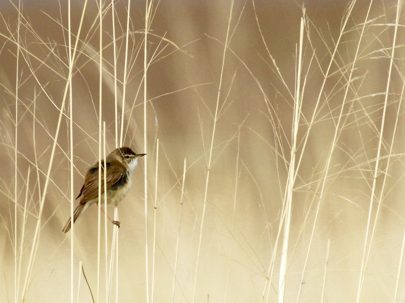 © Geert Beckers
