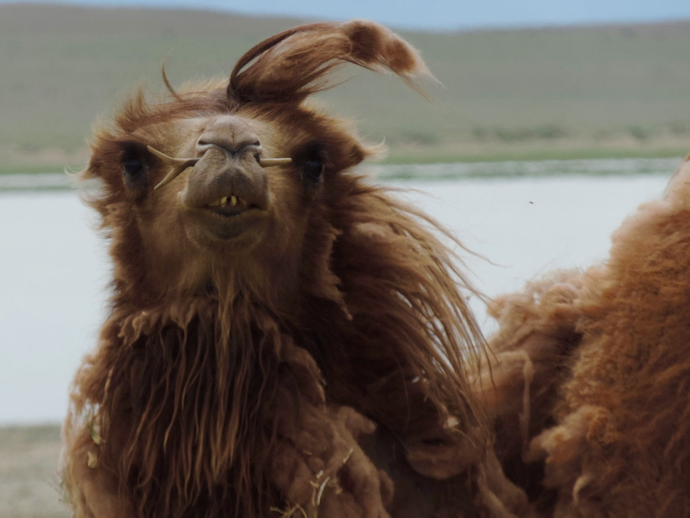 A camel with a particular kind of nosering. © Geert Beckers