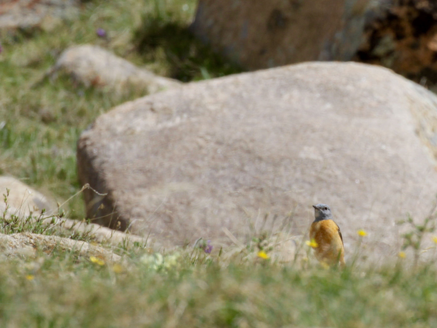 Common rock thrush, a common summer visitor © Geert Beckers