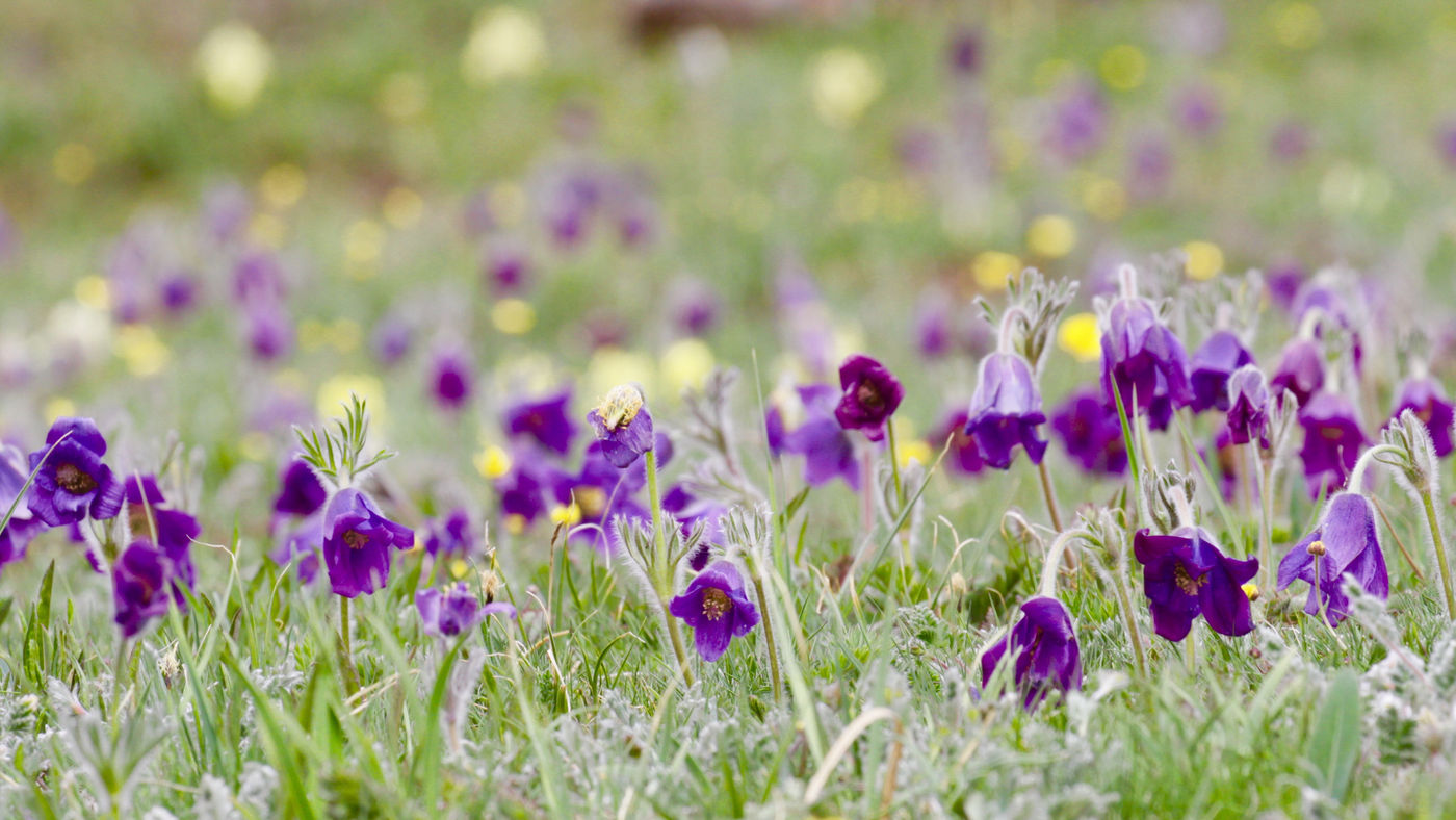 Beautiful steppe flowers © Geert Beckers