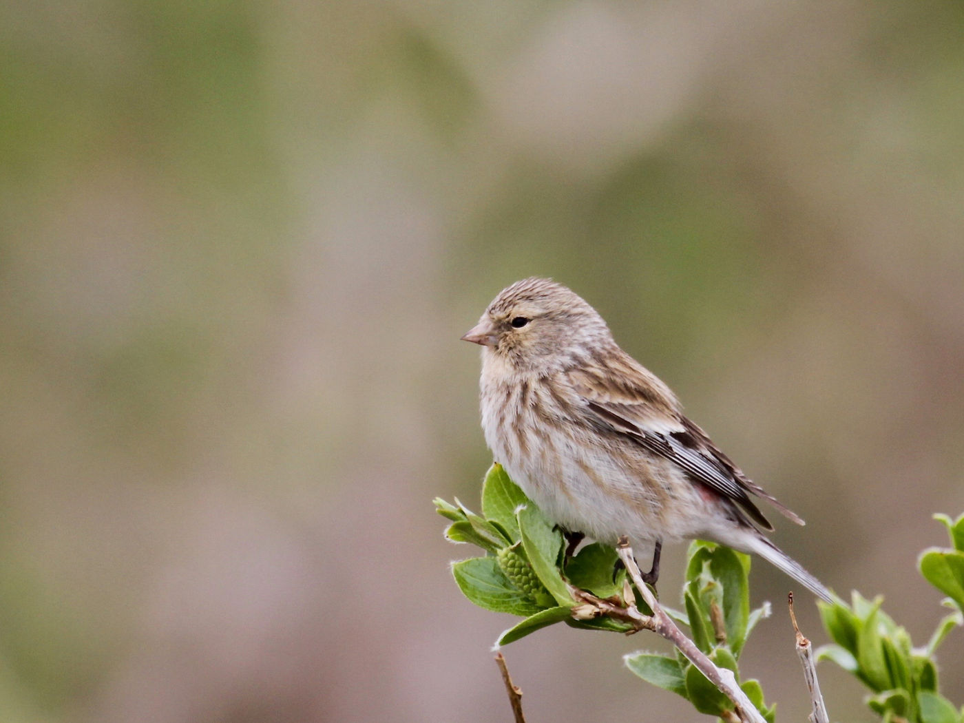 Twite, but a Mongolian one! © Geert Beckers